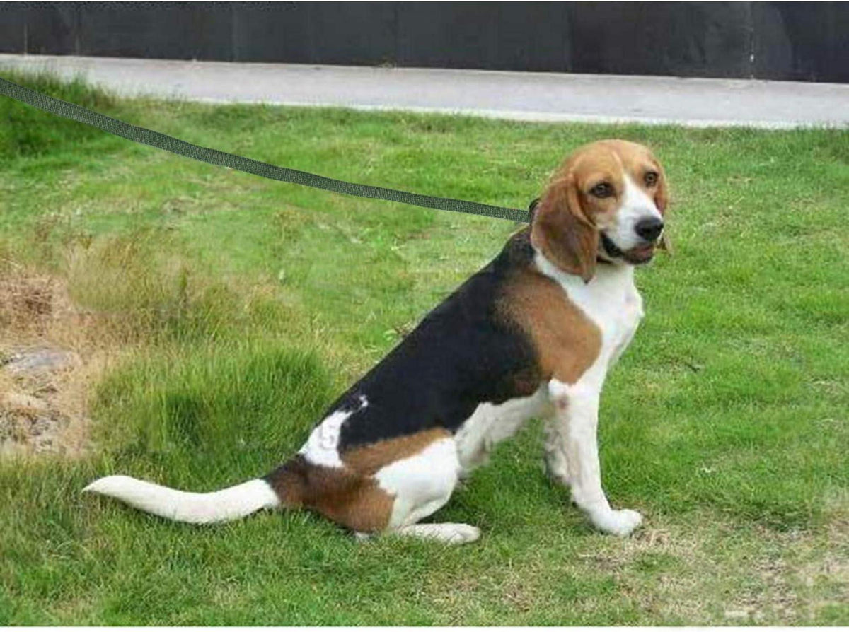 Nylon Schleppleine Hund 20m Trainingsleine Große Kleine Hunde Grün