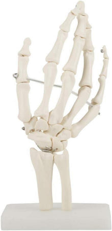 Anatomisches Skelettmodell lebensgroße menschliche Handstudie
