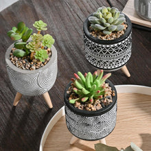Künstliche Sukkulenten Pflanzen 3er Set 16.5cm Böhmen Stil