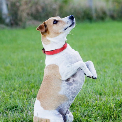 Joytale Gepolstertes Hundehalsband aus Neopren Nylon Rot M