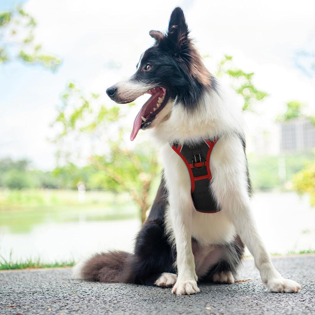 Verstellbares Hundegeschirr mit Griff und Reflektor, Schwarz S