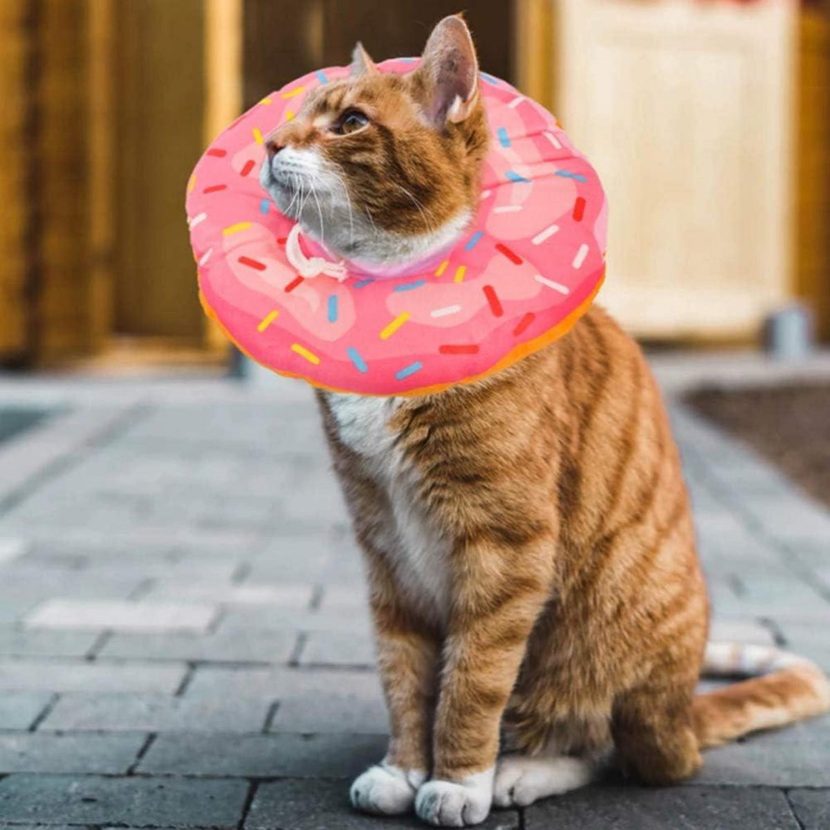 Halskrause Katzen Halsband Soft Weich Schutzkragen Anti Biss