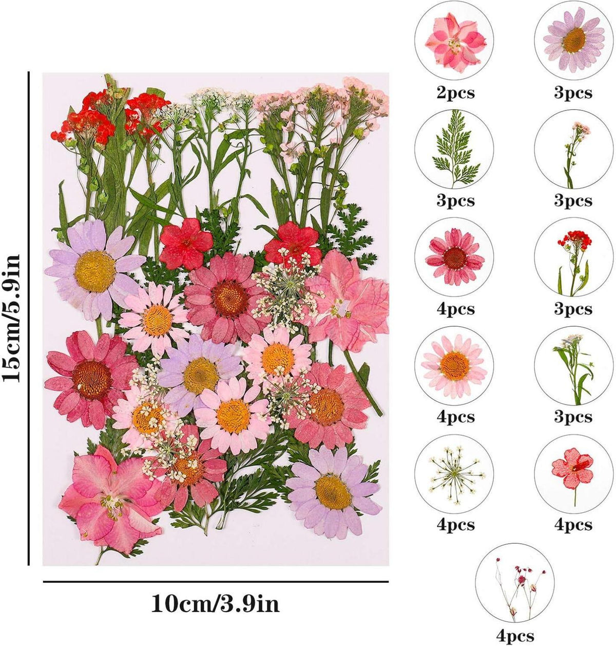 Natürliche DIY Getrocknete Blumen Gepresstes Blätter Set