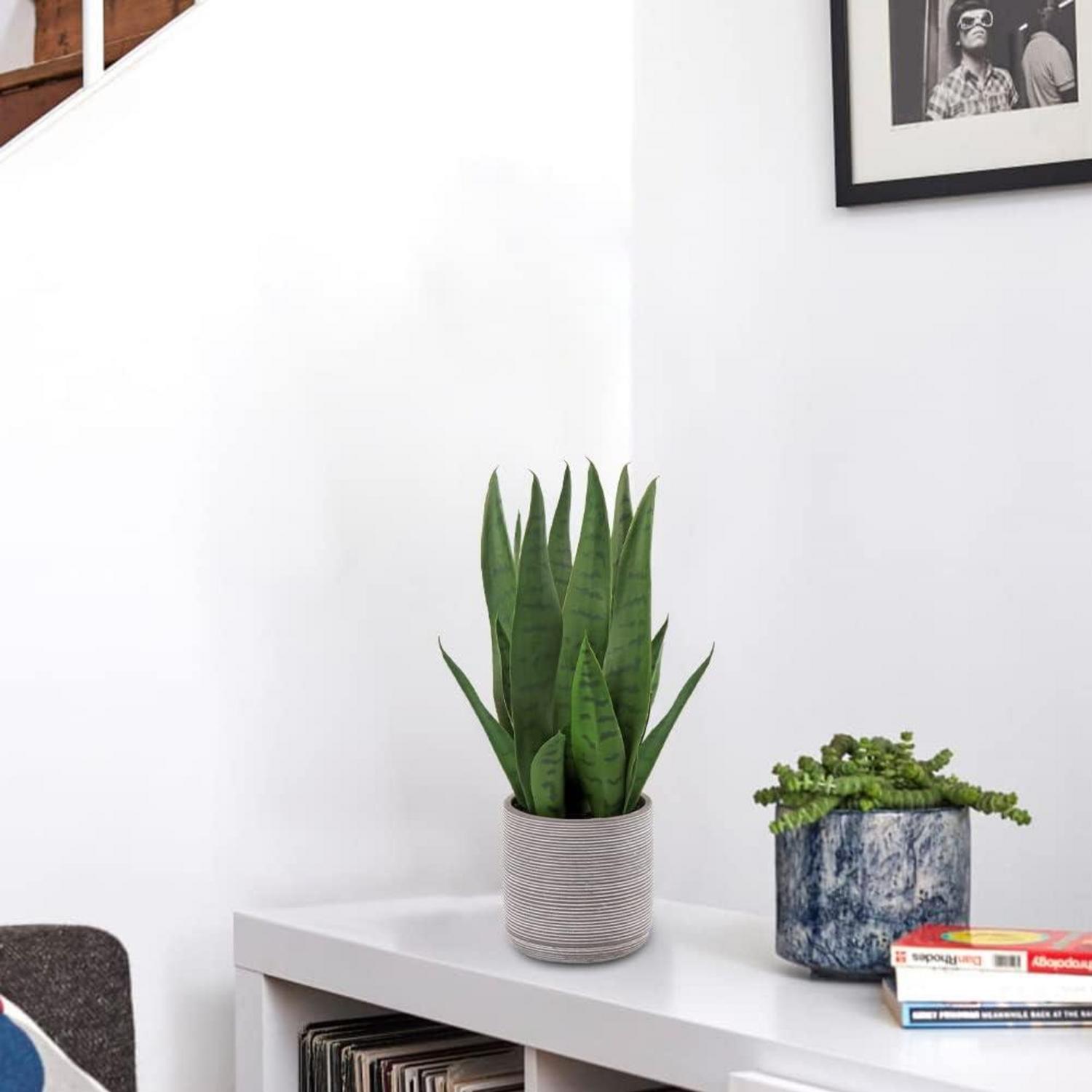 Kunstpflanze Sanseveria Deko-Pflanze 40 cm Zementtopf - grün