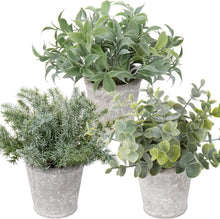 Kunstpflanze Set Eukalyptus Rosmarin Kräuter Zementtopf 3er