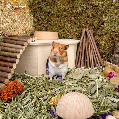 Niteangel Birkenkammer Hamsterversteck Haustierhaus Holz