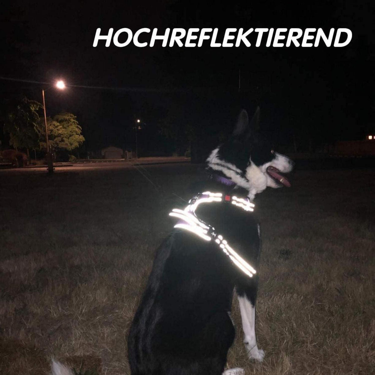 PoyPet Kein Zieh-Hundegeschirr mit Griff, Kariert Beige XL