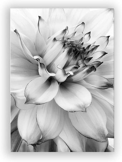 Trayosin 3-teiliges Premium Blumen Schwarz Weiß Feder Löwenzahn Poster Set 50x70cm