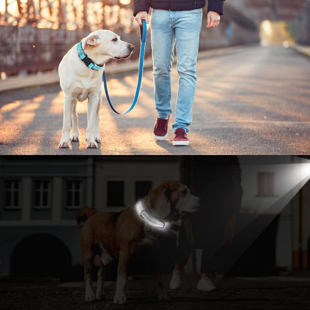 Reflektierendes Hundehalsband Blau S – Verstellbar & Atmungsaktiv