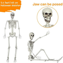 165CM Realistisches Skelett mit beweglichen Gelenken für