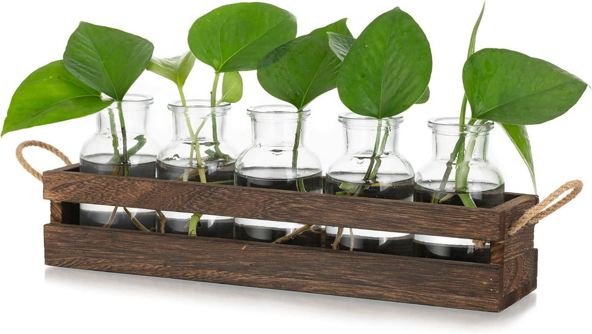 Kleine Glasvase Set Hydrokultur Terrarium Pflanzen Deko