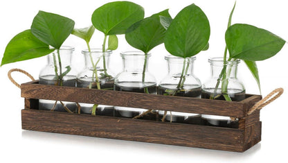 Kleine Glasvase Set Hydrokultur Terrarium Pflanzen Deko