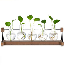 Hydrokultur Glasvase mit Holzständer, 5er Blumenvasen Set