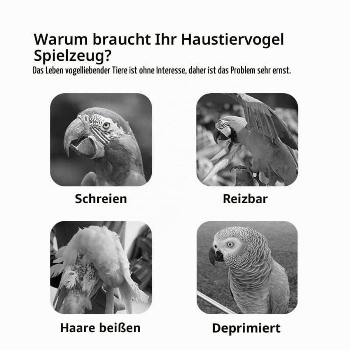 Holz-Vogelspielplatz mit Schaukel – Sittich & Nymphensittich