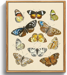 Vintage Insekten Leinwandbild mit Rahmen 40x60cm Wohnzimmer Badezimmer