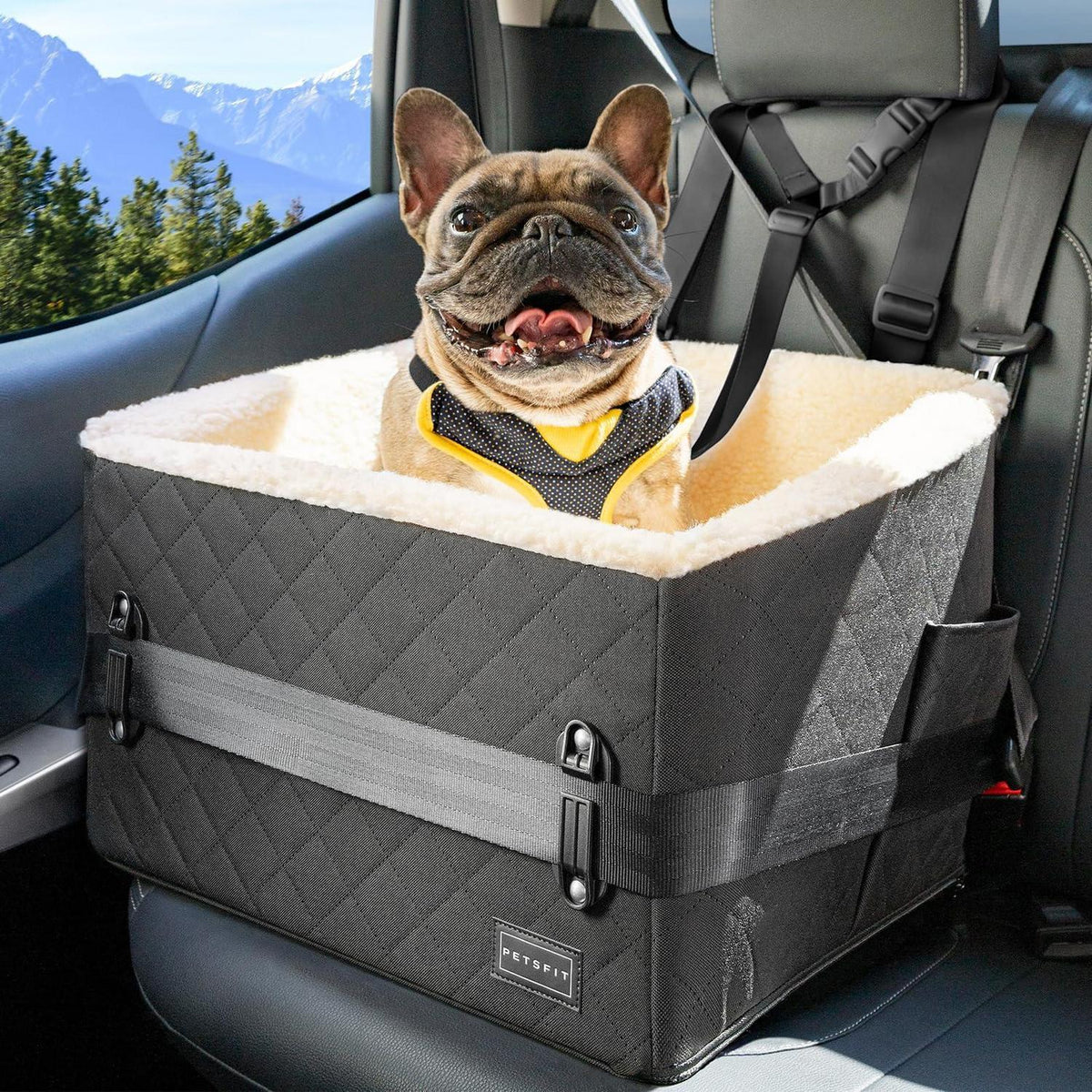 Hunde Autositz erhöht – Sicher & Komfortabel für kleine Hunde