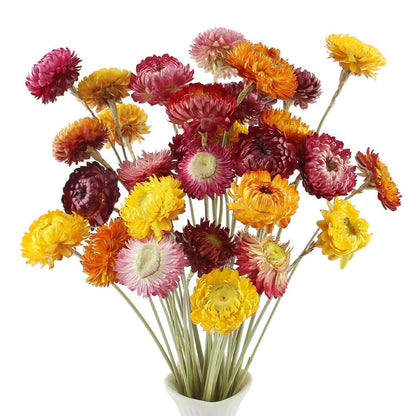 32 Trockenblumen Strauß | Natürliche Strohblumen Deko