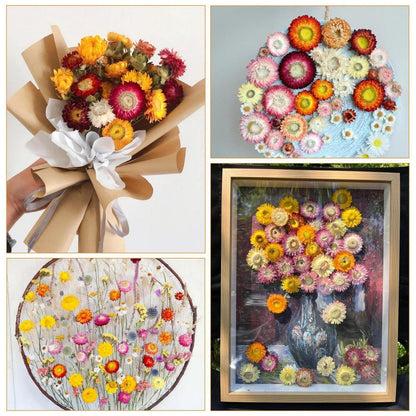 32 Trockenblumen Strauß | Natürliche Strohblumen Deko