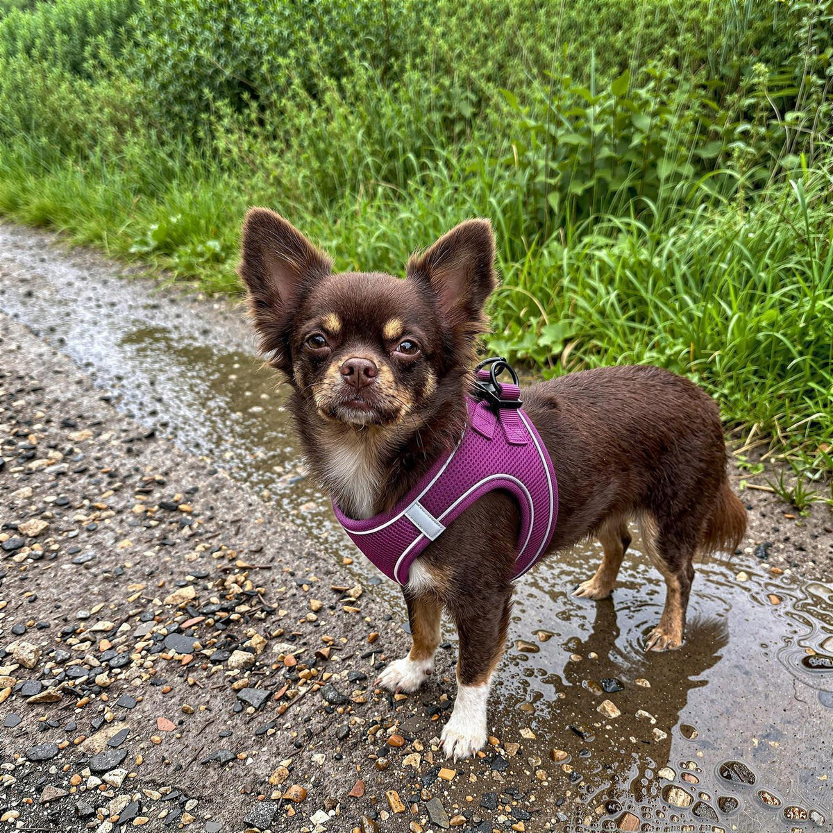 HEELE Hundegeschirr Mesh Lila – Weich & Verstellbar